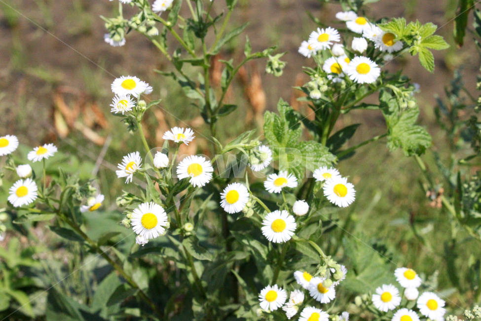 꽃,미니국화,식물,flower,plant