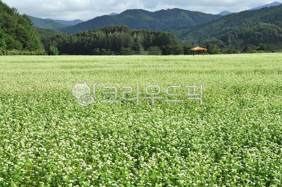 Korea,Gangwon-do,Pyeongchang-gun,Bongpyeong-myeon,buckwheat field,buckwheat flowers,buckwheat,when buckwheat flowers bloom,fall,Lee Hyo-seok,novel,hut,thatched house,field,mountain,plain,buckwheat noodles,clouds