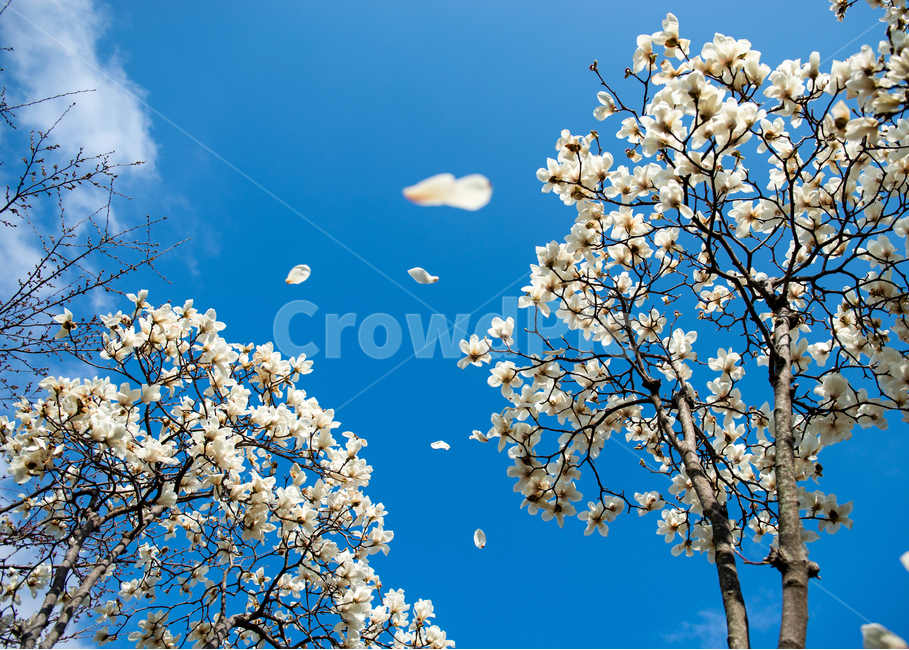 plant,식물,blossom,꽃,flower,목련,magnolia,wind,바람,하늘,구름,sky,spring,봄,풍경