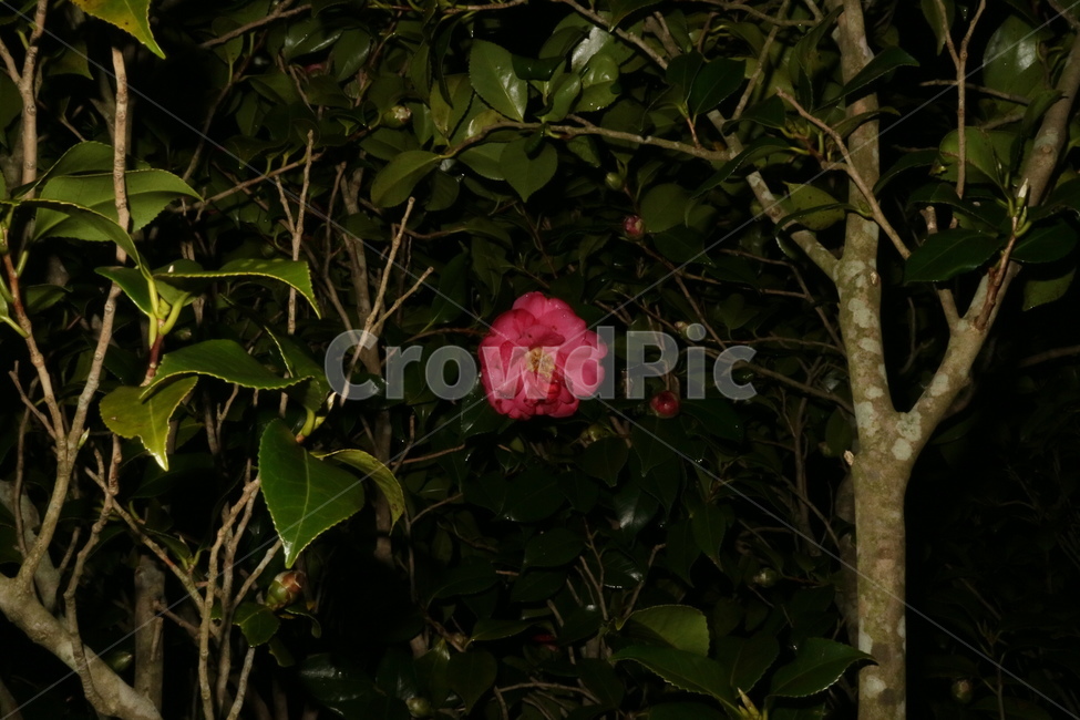 감성사진,감성,plant,식물,blossom,flower,꽃