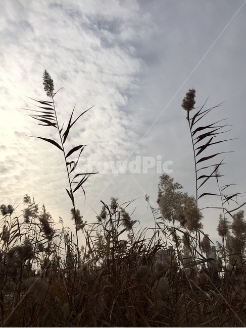 가을,갈대,풍경,자연,바람,감성,쓸쓸,하늘,가을,계절,fall,autumn,season,plant,식물,grass,잔디,lawn,reed