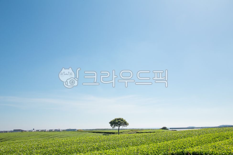 녹차밭,오설록,제주도,제주,제주녹차밭,녹차,농업,자연,필드