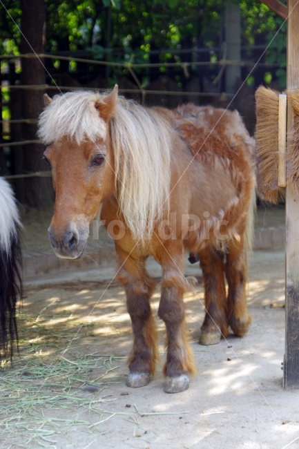 말,조랑말,동물원,동물,여름,horse,pony,zoo,animal,summer,동물,animal,포유류,mammal