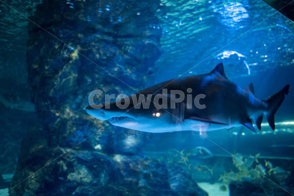 수족관,아쿠아리움,물고기,상어,생선,fish,어류,shark,죠스,aquarium,동물,animal,어류,물고기,fish
