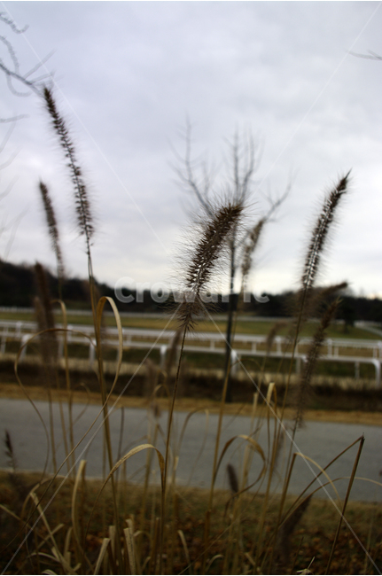 겨울,풀,나무,식물,목장,길,식물,자연,plants,nature