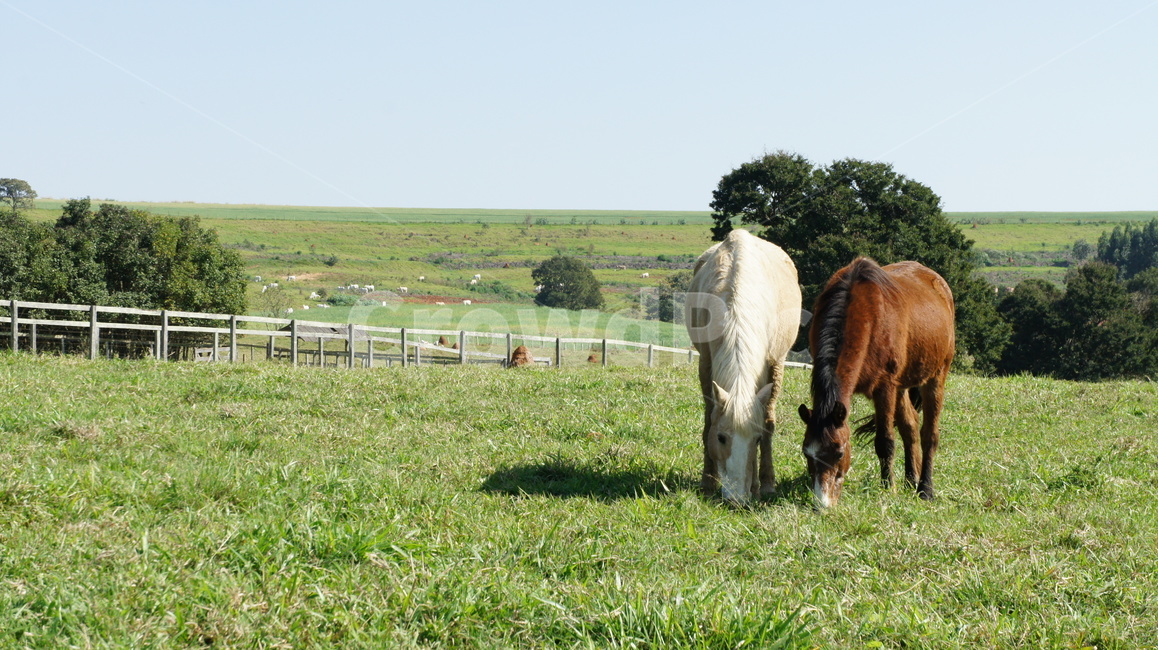 말,farm,농장,방목,목장,목초지,outdoors,옥외,nature,자연,grazing,meadow,농촌,동물,animal,포유류,mammal