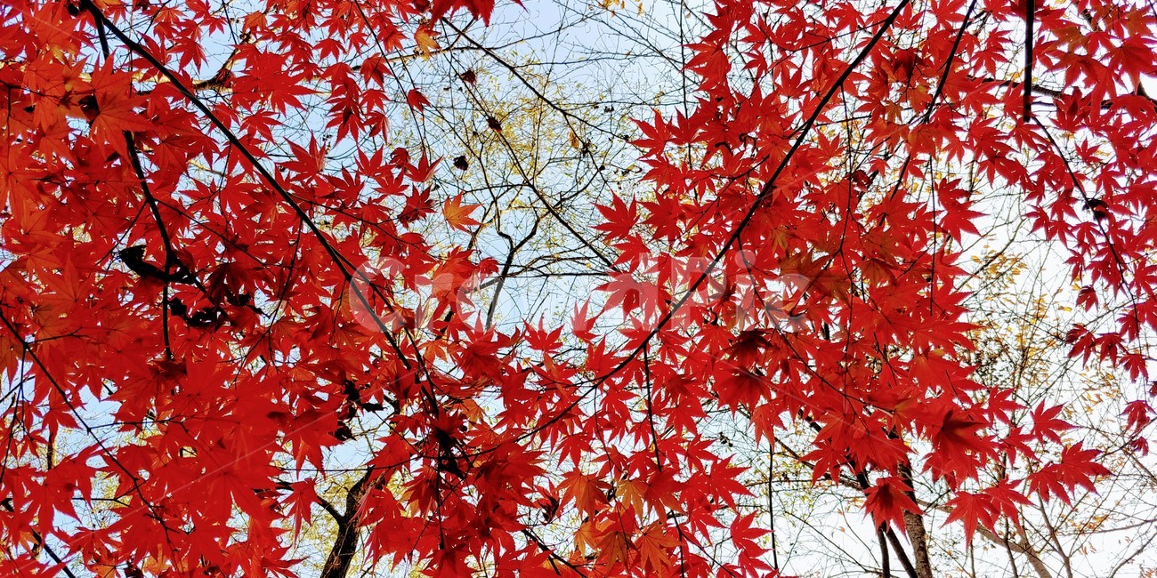 가을,가을단풍,가을빛,가을느낌,가을하늘,plant,식물,leaf,잎,tree,나무,maple,단풍,가을,계절,fall,autumn,season