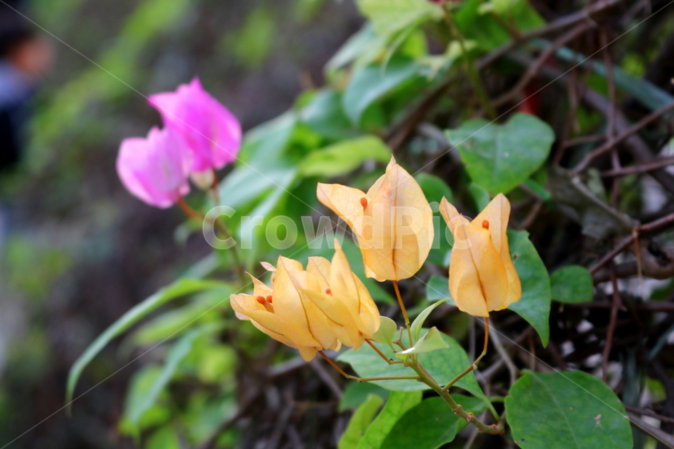 꽃,부켄베리아,부켄빌리아,식물,나무,분꽃과,열대식물,자연,식물원,식물,자연,plants,nature,꽃,flower