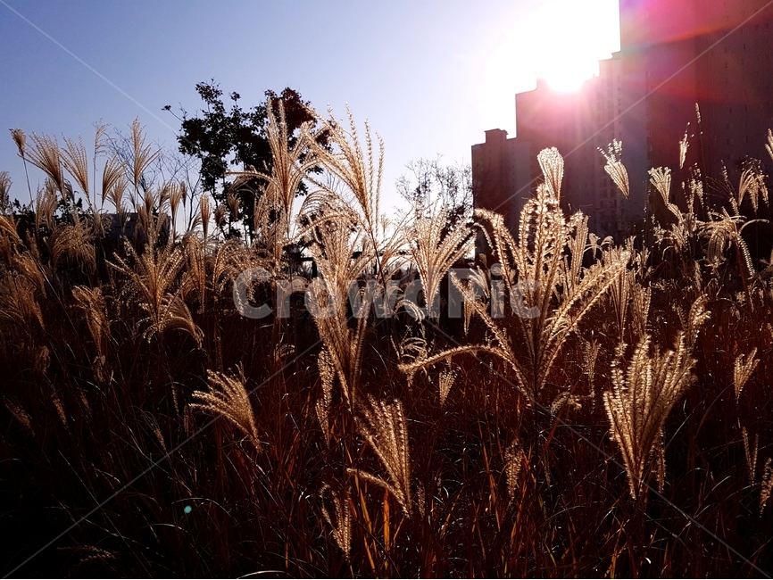 억새,가을,햇빛,햇살,풍경,가을,계절,fall,autumn,season,도시,풍경,city,landscape,한국도시풍경,한국도시경관,korea cityscape,grass,잔디,plant,식물,light,빛,flare,플레어
