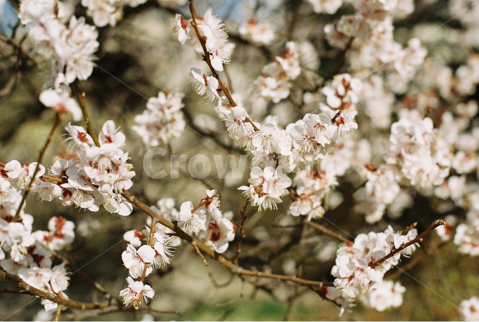 봄,벚꽃,필름카메라,하늘,fm2,봄,계절,spring,season,식물,자연,plants,nature,꽃,flower,plant,cherry blossom,blossom