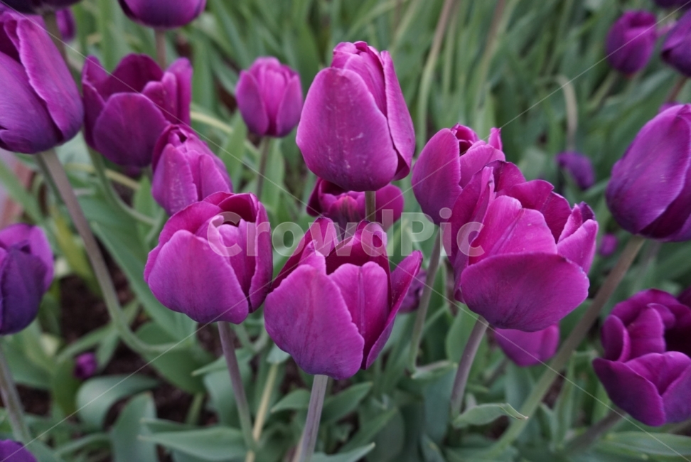 튤립,튤립축제,보라색,꽃밭,정원,봄,계절,spring,season,식물,자연,plants,nature,꽃,flower,plant,blossom