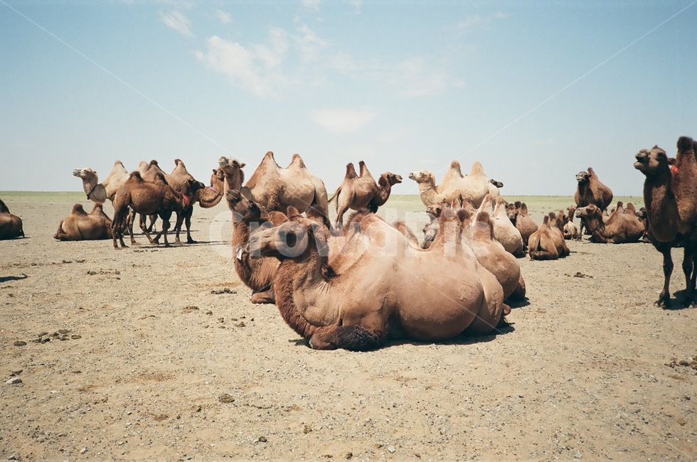 몽골,동물,낙타,animal,자연,필름카메라,필름,natural,동물,animal,포유류,mammal