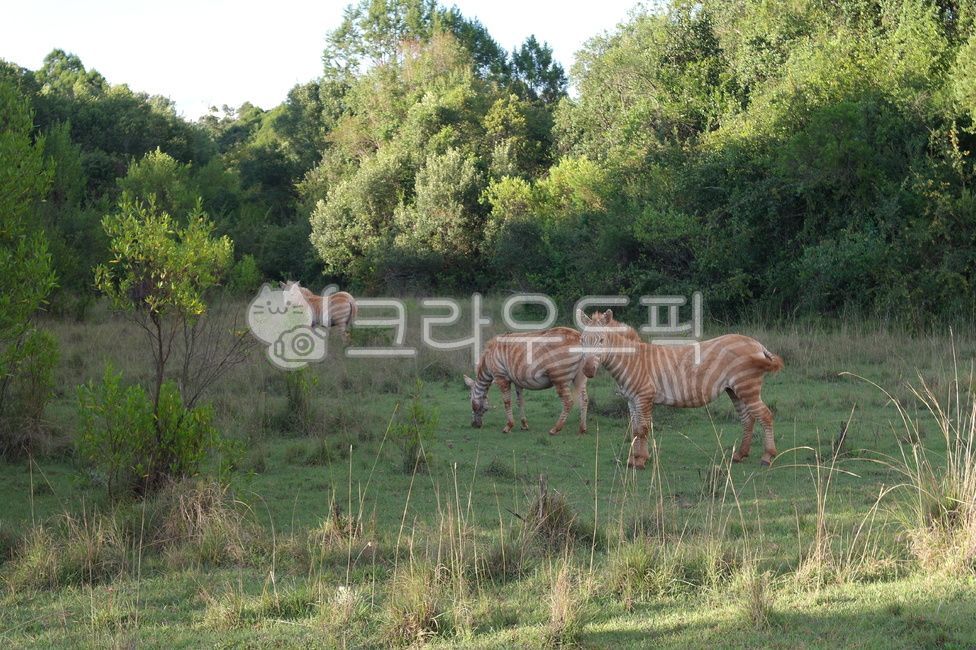 zebra,Albino zebra,safari,albino,Africa