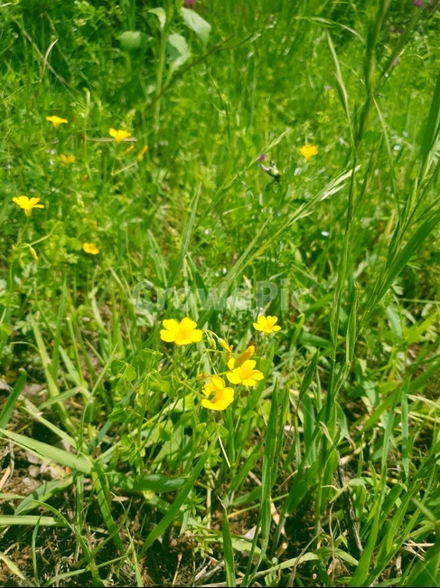 꽃,들꽃,잡초,야생화,flower,flowers,노란,노랑,노란꽃,조그만,작은,작은꽃,길가,시골길,자연,싱그러움,소박한,소소한,순박한,아기자기한,아기자기,풀,민들레,민들레홀씨,홀씨,봄,봄꽃,길,Dandelion,seed,wildflower,weed,street,식물,자연,plants,nature,꽃,flower