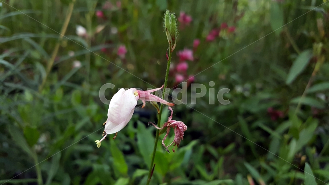 백접초,흰바늘꽃,가우라,식물,꽃,흰색,암술,수술,꽃잎,식물,자연,plants,nature,꽃,flower
