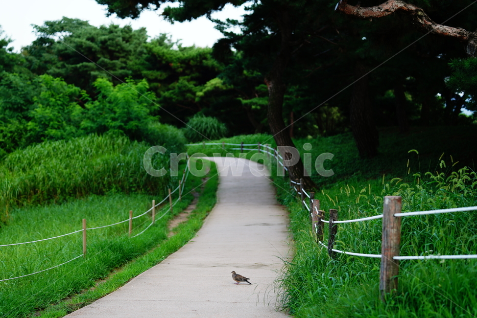 새,동물,길,bird,road,자연,풍경,잔디,grass,식물,동물,animal,조류,새,birds