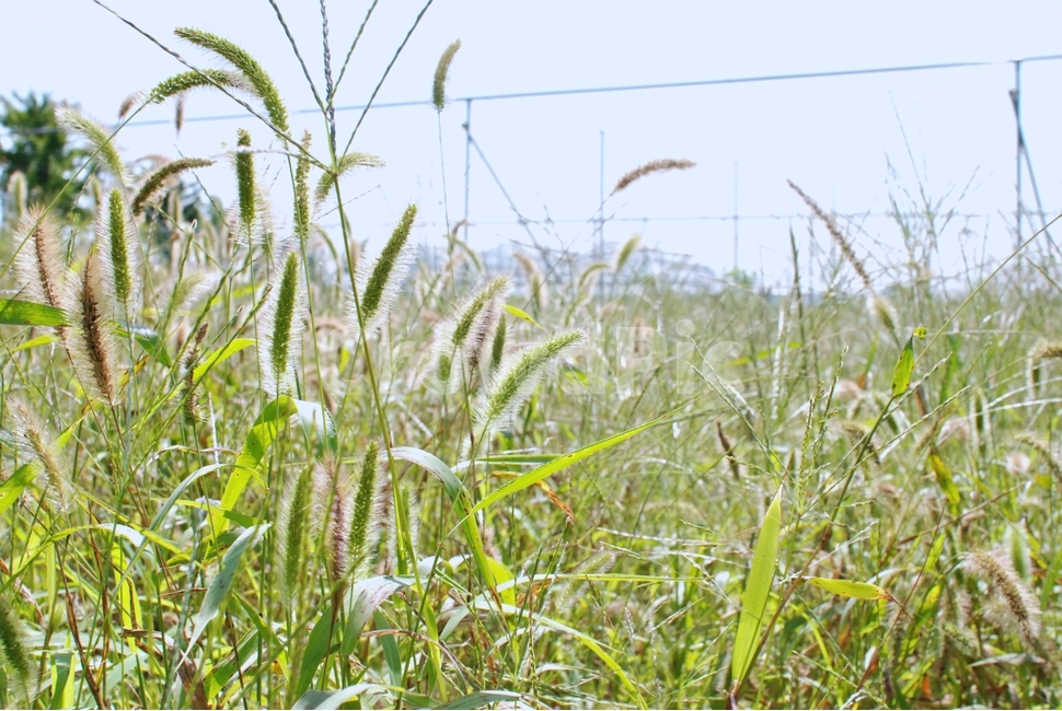 강아지풀,식물,자연,풀,들풀,식물,자연,plants,nature