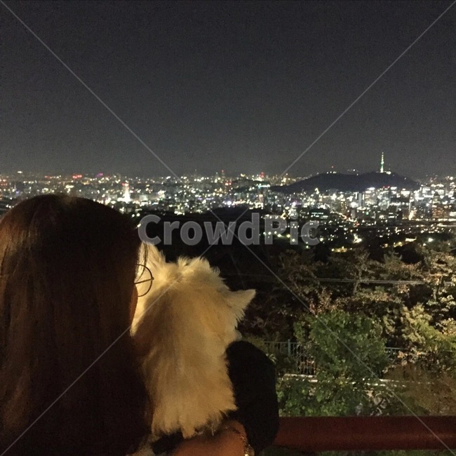 강아지,야경,드라이브,산책,반려견