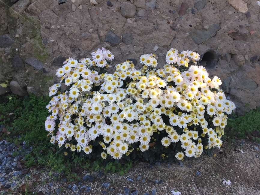 소국,국화,마가렛,목마가렛,국화꽃,식물,자연,plants,nature,꽃,flower