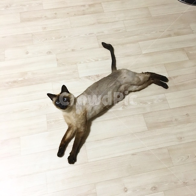 고양이,야옹이,샴,샴고양이,반려동물,반려고양이,애완동물,cat,neko,동물,동물,animal,포유류,mammal,고양이,cat,kitten,kitty