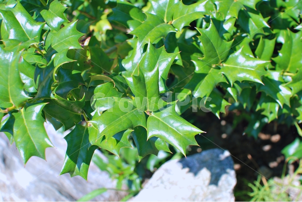 호랑가시나무,식물,나무,자연,잎,식물,자연,plants,nature