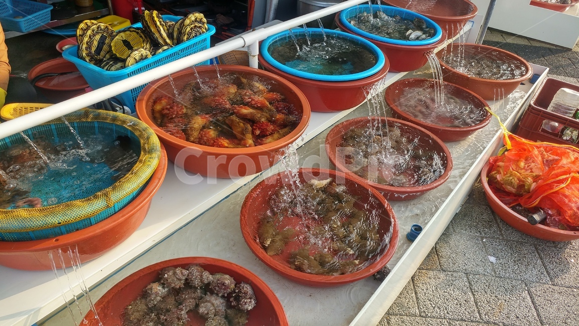 해산물,문어,개불,멍게,전복,낙지,해삼,조개,보양식,바다,부산,연화리,시장,마트,마켓,market,mart,market place,음식,식재료,요리,food,cook,meal,dishes,food reserves,수산물,해산물,fishery products,seafood