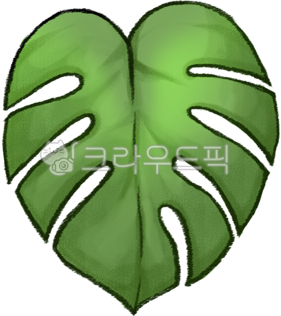 Monstera,plant,summer plant,large plant,leaf