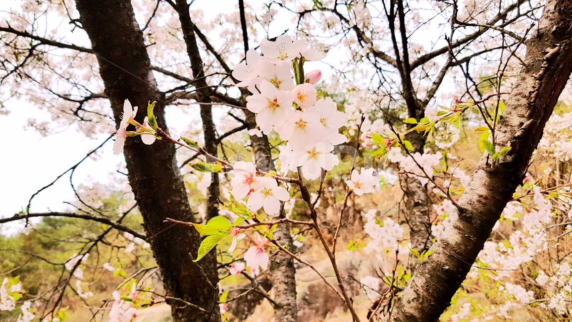 봄,벚꽃,근접촬영,봄꽃,식물,spring
