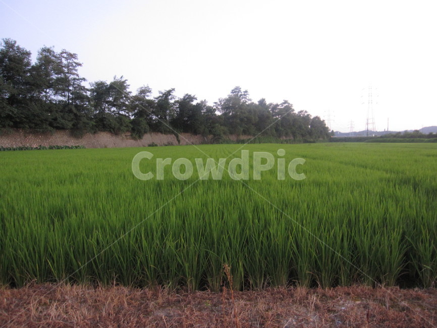 벼,asianrice,농사,풍경,자연,초록,논,힐링,시골,자연,풍경,nature,landscape,시골,마을,country,rural,town,산업,industry,industrial,농업,농사,agriculture,farming,farming industry,field,들,grassland,목초지,outdoors,옥외