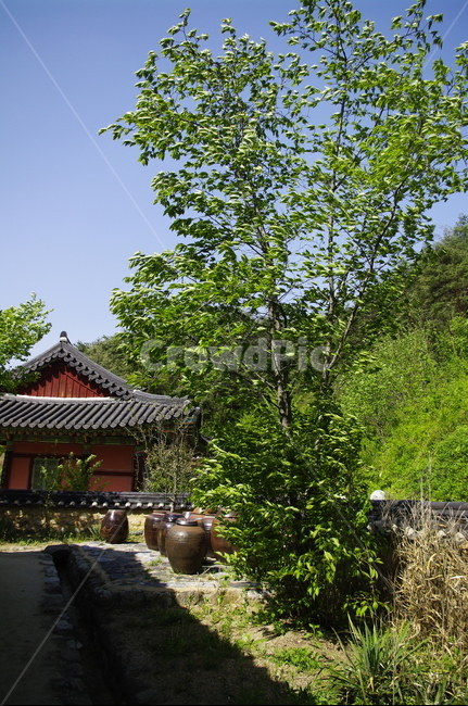 건축,전통건축,traditional,전통,기와지붕,초록,나무,잎,항아리,하늘,신록,한국전통,한국문화,korean traditional,korean culture