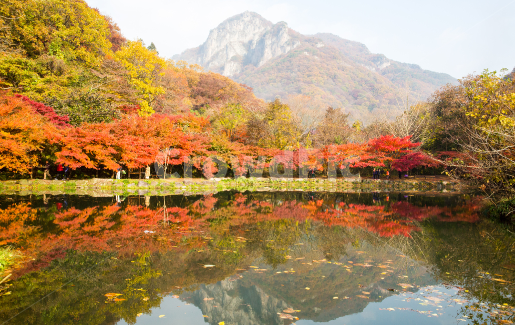 자연,풍경,단풍,계절,가을,산,붉은,단풍잎,추경,나무,단풍나무,울긋불긋,애기단풍,노란,잎,빛,햇빛,물,계곡,낙엽,바위,골짜기,호수,반영,도솔천,백양사,만추,nature,landscape,seasonal,mountain,red,autumnleaves,autumn,trees,foliage,bully,babymaple,yellow,leaf,light,sunlight,water,deciduous,rocks,valley,lake,reflectiondosolcheon,whitesheep,가을,계절,fall,autumn,season,자연,풍경,nature,landscape,plant,식물,tree,maple