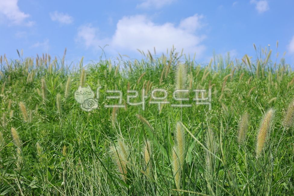 풀, 들풀, 하늘, 푸른하늘, 흰구름, 사진,이미지,일러스트,캘리그라피 - autumsky작가