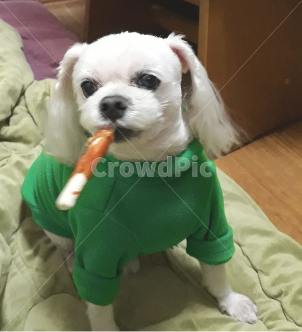 개,강아지,말티즈,마르티스,동물,댕댕이,애니멀,animal,말티스,마르티즈,pet,dog,nature,자연,동물보호,동물,animal,포유류,mammal,개,강아지,dog,doggy