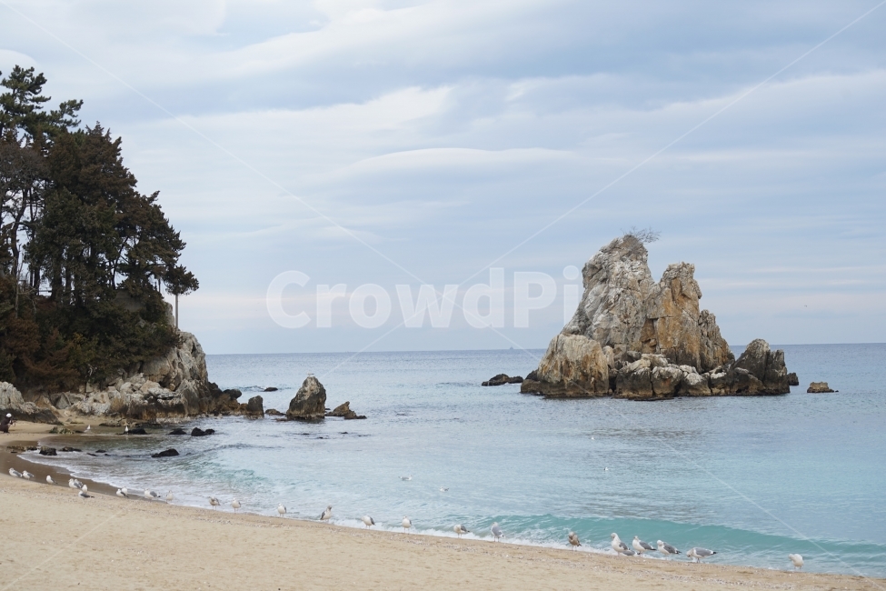 추암해변,촛대바위,겨울바다,일출,동해바다,자연,자연,풍경,nature,landscape,한국자연풍경,한국자연경관,korea nature landscape,해변,바다,beach,sea,동물,animal,조류,새,birds,promontory,곶,land,땅,outdoors,옥외,shoreline,해안선,water,물,ocean,대양