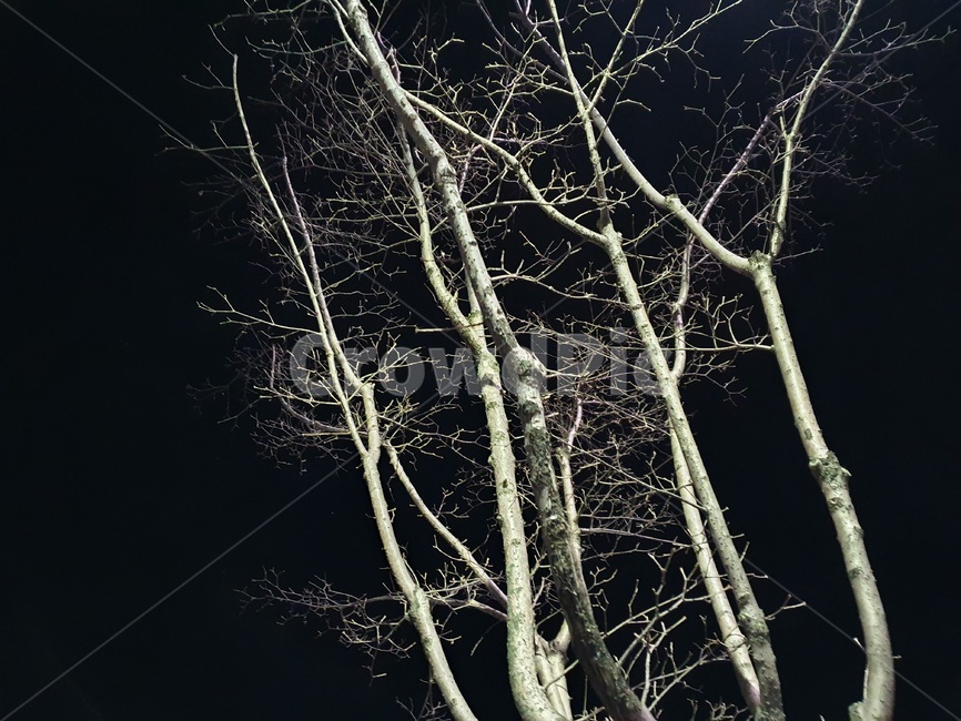 tree,나무,plant,식물,black,검정색,배경,background,mood,무드,겨울,winter,night,밤,저녁