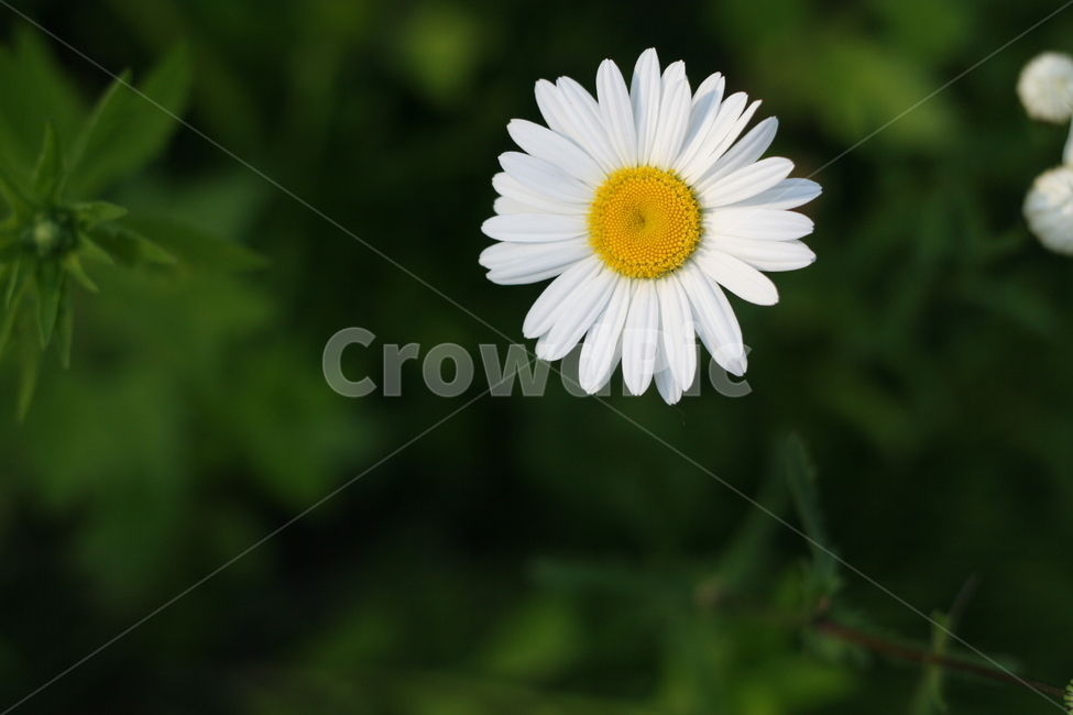 plant,flower,꽃,daisies,식물,blossom,데이지,daisy,식물,자연,plants,nature,꽃,flower