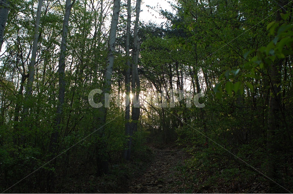자연,풍경,경치,오솔길,등산,하이킹,자연,풍경,nature,landscape,식물,plants,나무,trees,wood,tree,plant,vegetation,초목,ground,바닥