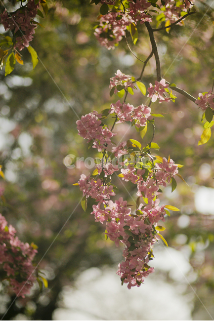 꽃,봄,벚꽃,겹벚꽃,식물,flower,자연,봄,계절,spring,season,식물,자연,plants,nature,꽃,flower,plant