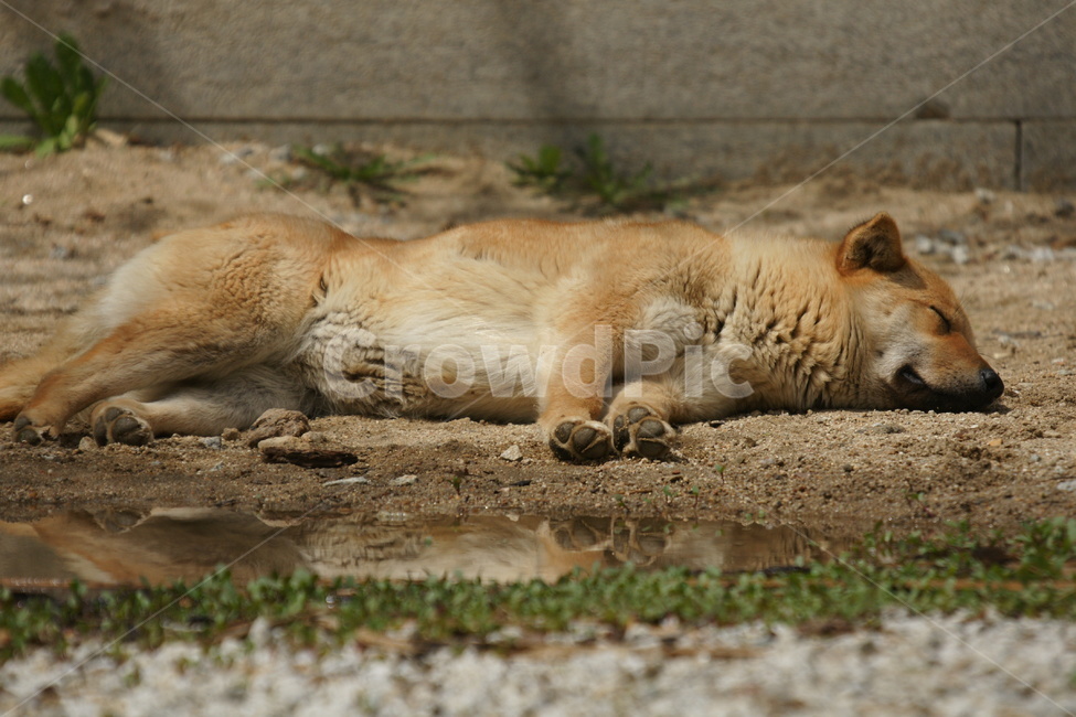 개,동물,반려견,낮잠,꿀잠,동물,animal,포유류,mammal,개,강아지,dog,doggy