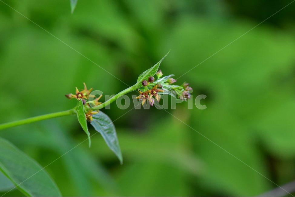 선백미꽃,야생화,꽃,식물,자연,생태,플라워,flower,plants,nature,식물,자연,plants,nature,꽃,flower