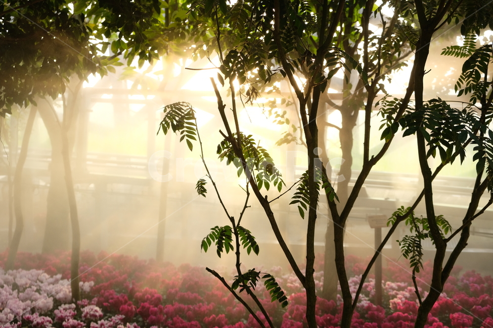 햇빛,자연,감성,색감,sunlight,light,빛,flare,옥외,플레어,nature,outdoors,오후,햇살,노을,sunset,나무,tree,잎,나뭇잎,꽃