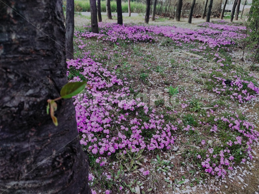 분홍꽃,꽃길,봄꽃,예쁜,봄,봄날,식물,자연,plants,nature,꽃,flower