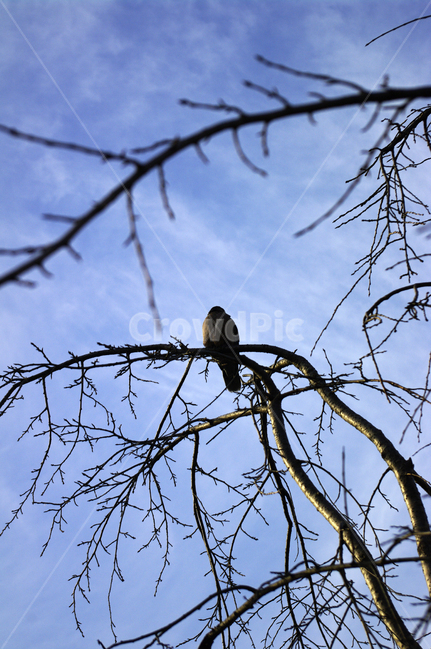 겨울,나무,식물,plant,새,하늘,구름,동물,animal,조류,새,birds
