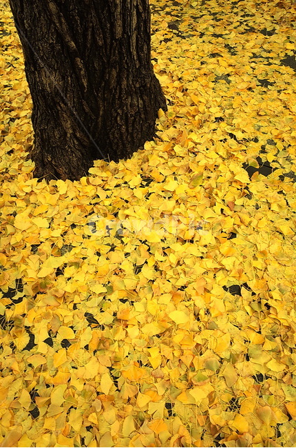 은행잎,단풍,나무,잎,가을,leaf,가을,계절,fall,autumn,season