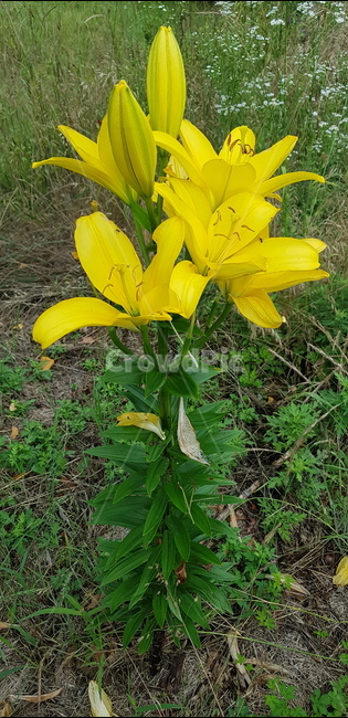 나리,노란꽃,야생화,여름꽃,나리꽃,허브꽃,허브,식물,자연,plants,nature,꽃,flower