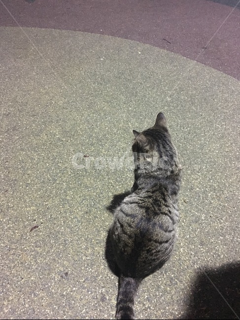 고양이,검은고양이,고양이뒷모습,길냥이,야옹이,애옹이