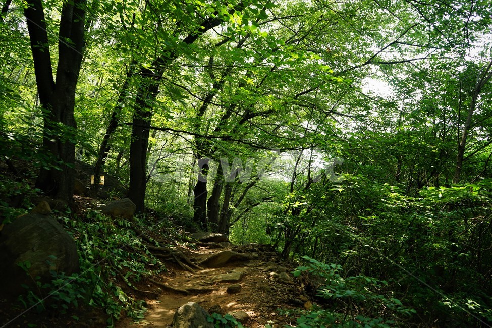 나무,초록,그늘,숲,신록,woods,green,shadow,forest,자연,nature,힐링,휴식,시원함,고요함,healing,relaxation,cool,calm,forestbathing,freshness,자연,풍경,nature,landscape,휴식,힐링,rest,relaxation,healing,path,통로,vegetation,초목,plant,식물,ground,바닥,tree