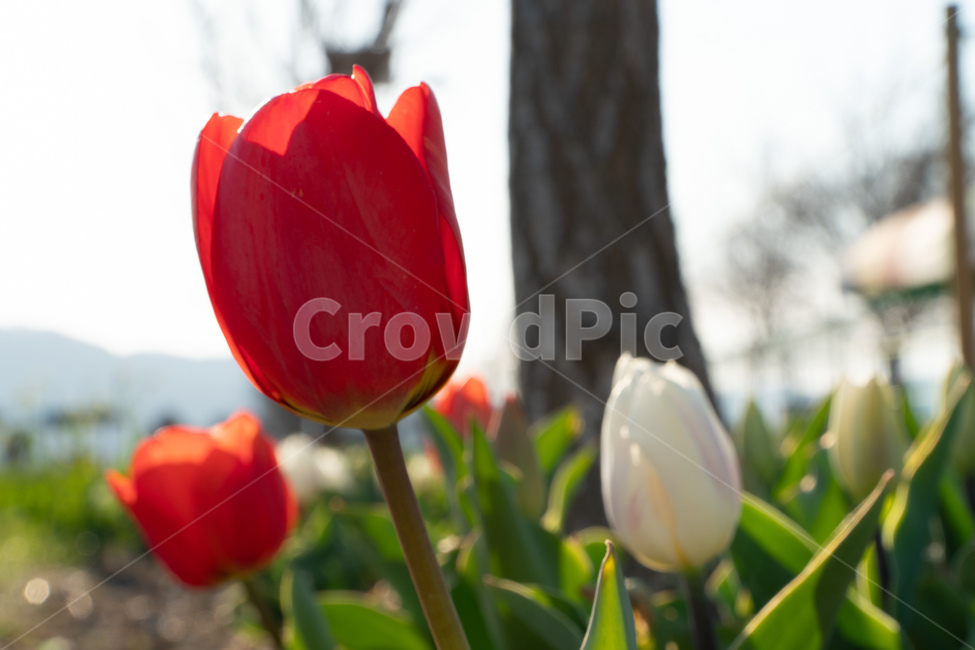 튤립,tulip,낙동강튤립,nakdongrivertulip,예쁜튤립,prettytulips
