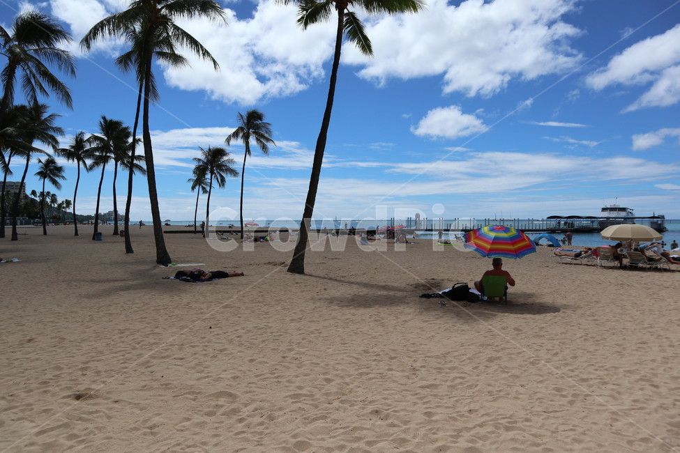 summer,여름,해변,beach,바다,야자수,sea