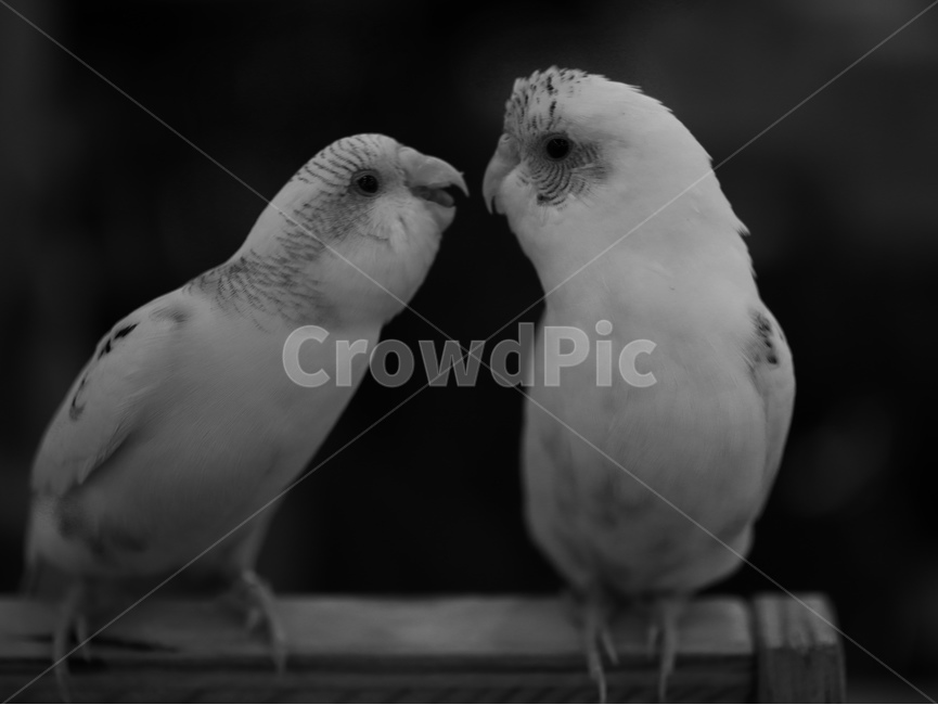 앵무새,새,동물,animal,조류,parrot,birds,흑백,잉꼬새,black,동물,animal,조류,새,birds,흑백,모노톤,monochrome,black and white